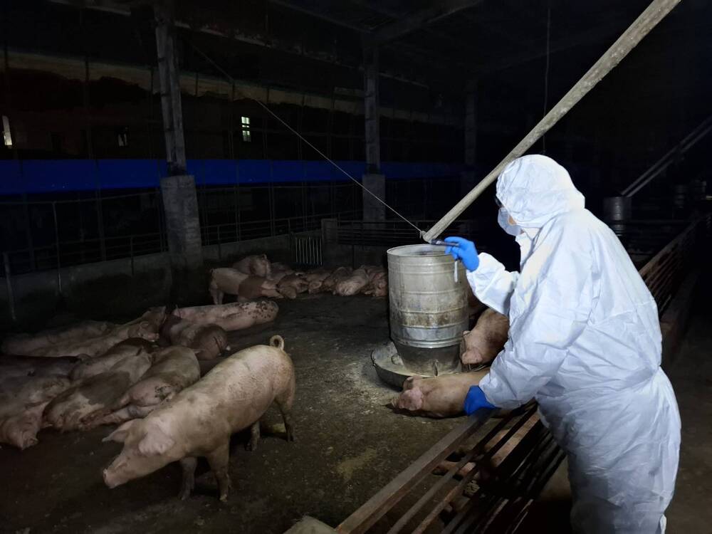 非洲豬瘟拖10天才送檢？　中市府澄清：訪視時沒出現典型症狀