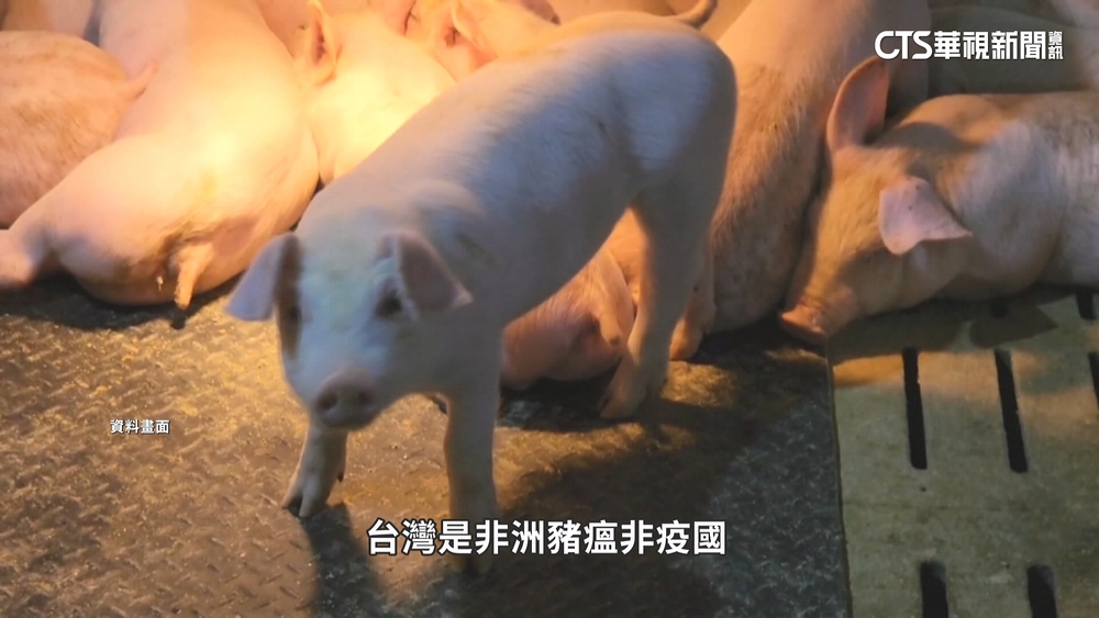 非洲豬瘟若失守... 農業部估「經濟損失2千億」