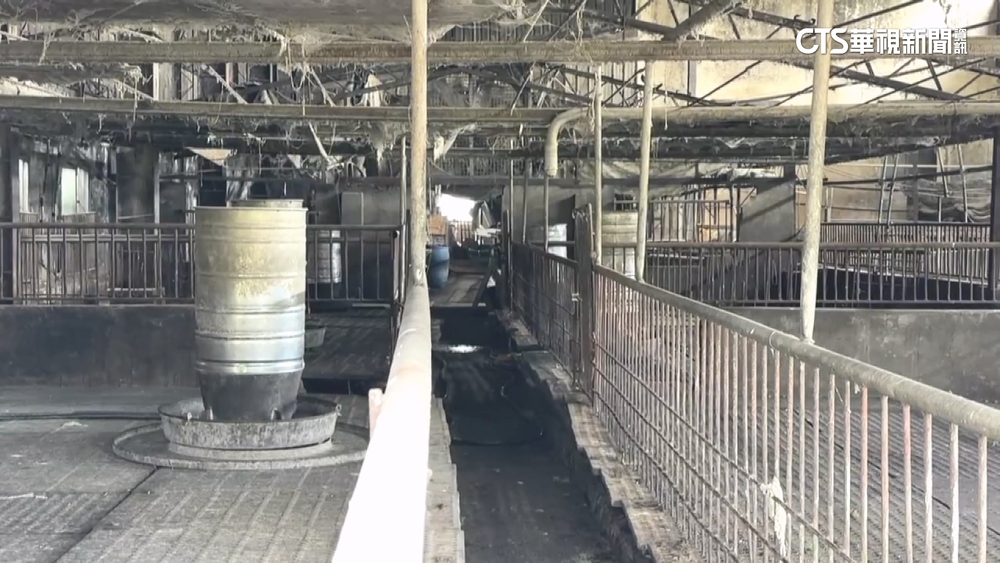 非洲豬瘟病毒哪來？　台中環保局：境外豬肉流入廚餘