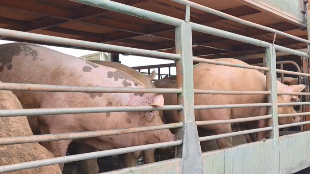 防堵非洲豬瘟！全面禁止廚餘養豬？　農業部：目前未考慮