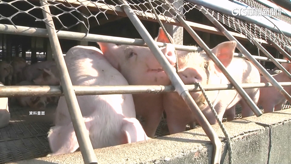 曝「非洲豬瘟傳入是早晚的事」　沈政男示警：1病恐再出現