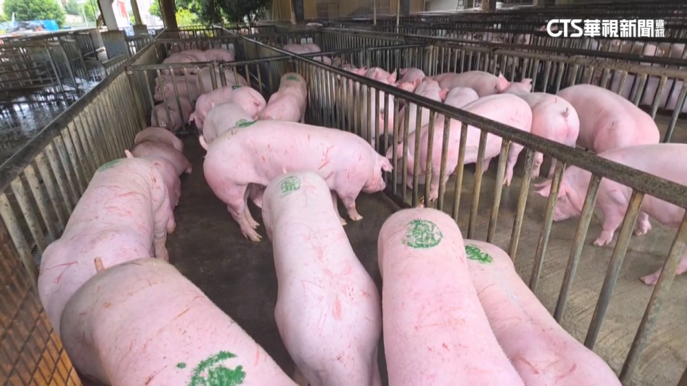 台中市府遭爆「宅配病死豬檢體」 　農業部：包裝符合國際規範即可