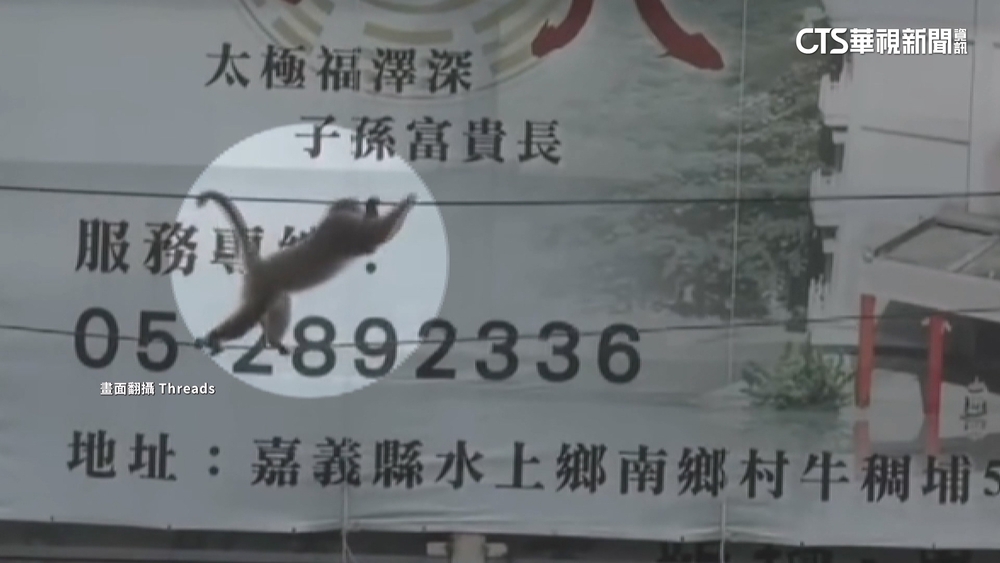 獼猴爬電線當走鋼索　民眾驚呼「馬戲團成員」