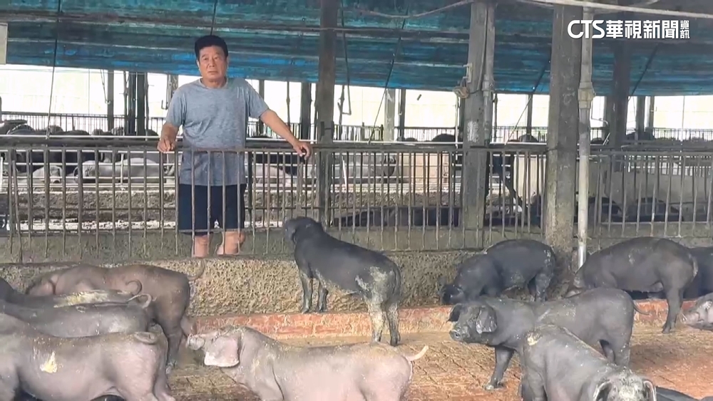 非洲豬瘟疑雲罩全台！　「飼料養豬戶」恐受波及