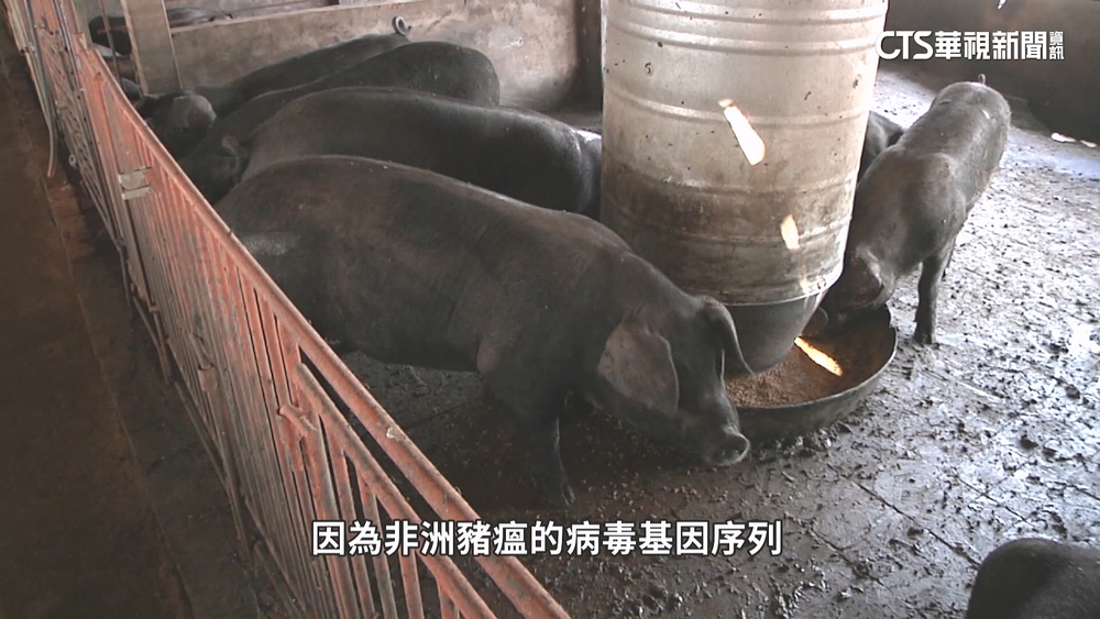 疑非洲豬瘟！　台中23頭.嘉義2頭.彰化3頭　恐早販售吃下肚