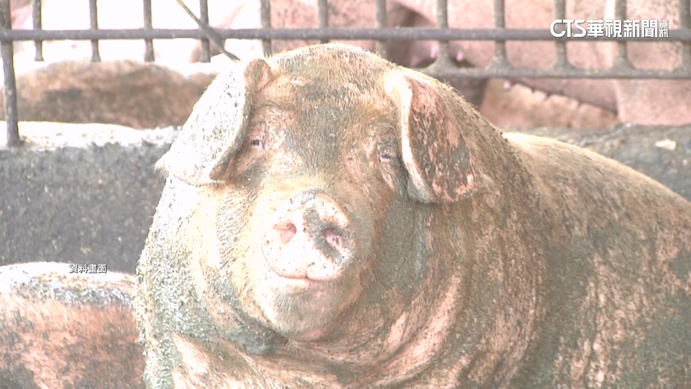 豬肉「禁運禁宰」憂短缺　經濟部：台糖可供20天