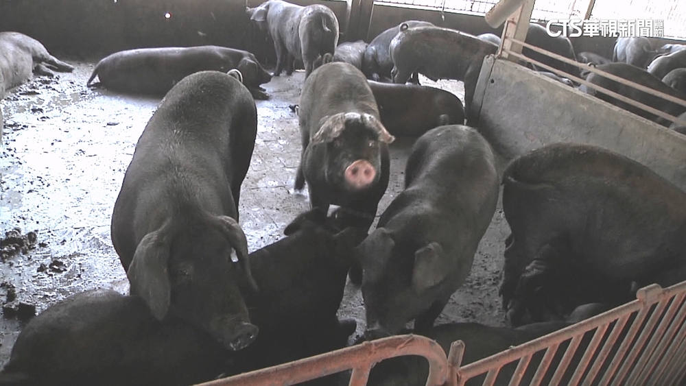 全面防堵豬瘟！　高雄宣布禁止廚餘養豬