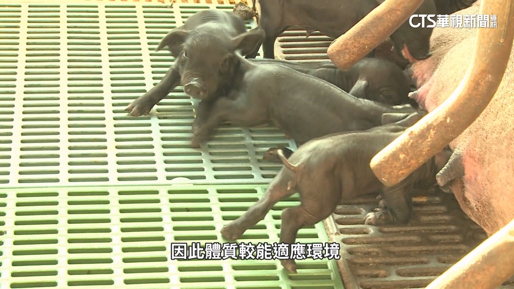 品質不輸伊比利豬.阿古豬　台灣豬「基因改良」成優勢