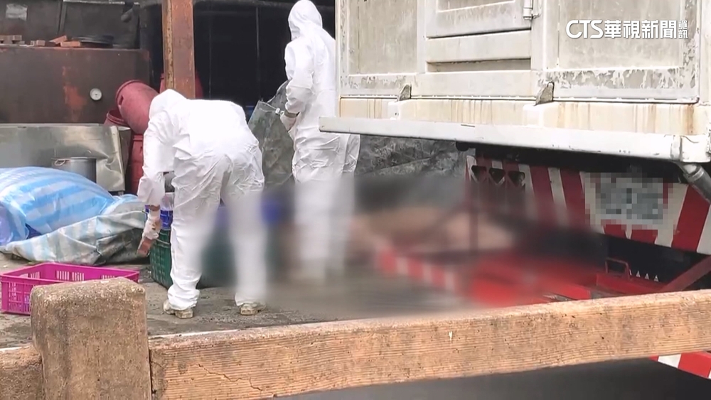 台中案場病毒確診非洲豬瘟　防檢署：豬肉即起暫停出口