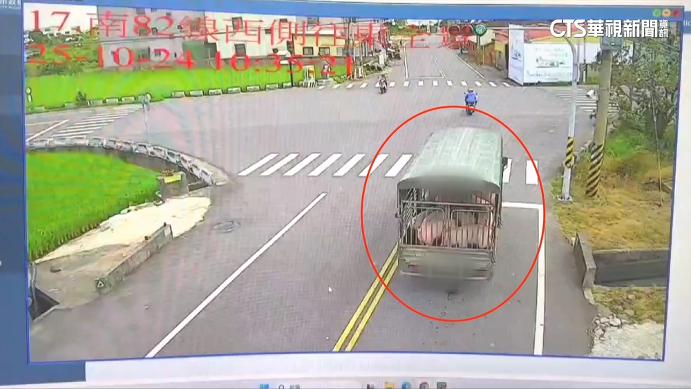 台南豬農擅自移動豬隻「稱不知情」　黃偉哲：依法嚴懲