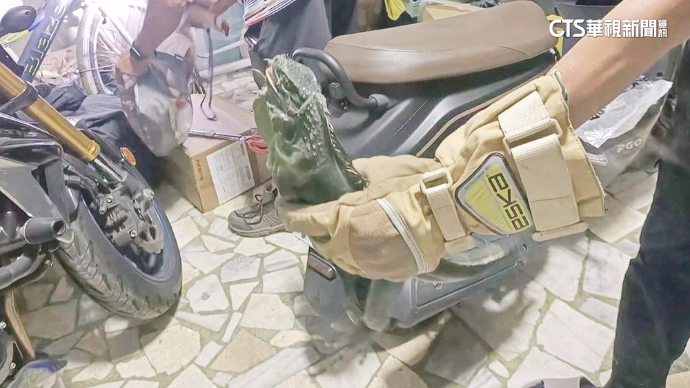 巨大綠鬣蜥闖台南民宅　民眾嚇壞求助抓蛇達人