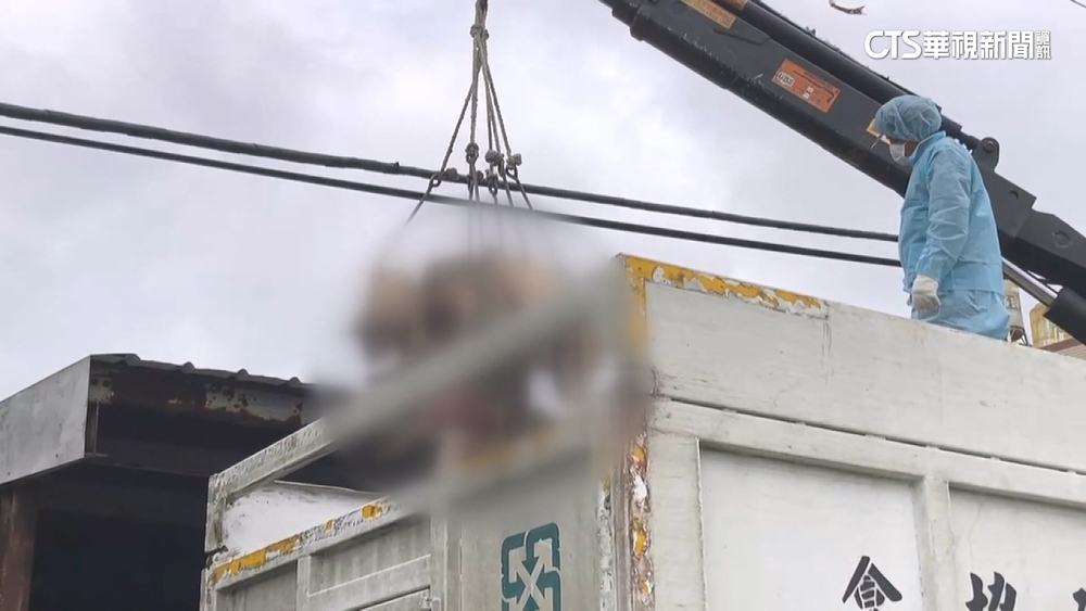 豬場染非洲豬瘟爆「無照問診」！農業部出手：最高罰50萬