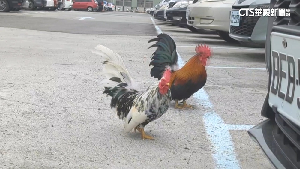 繳完停車費被「雞」盯上！　女小跑步急躲回車內