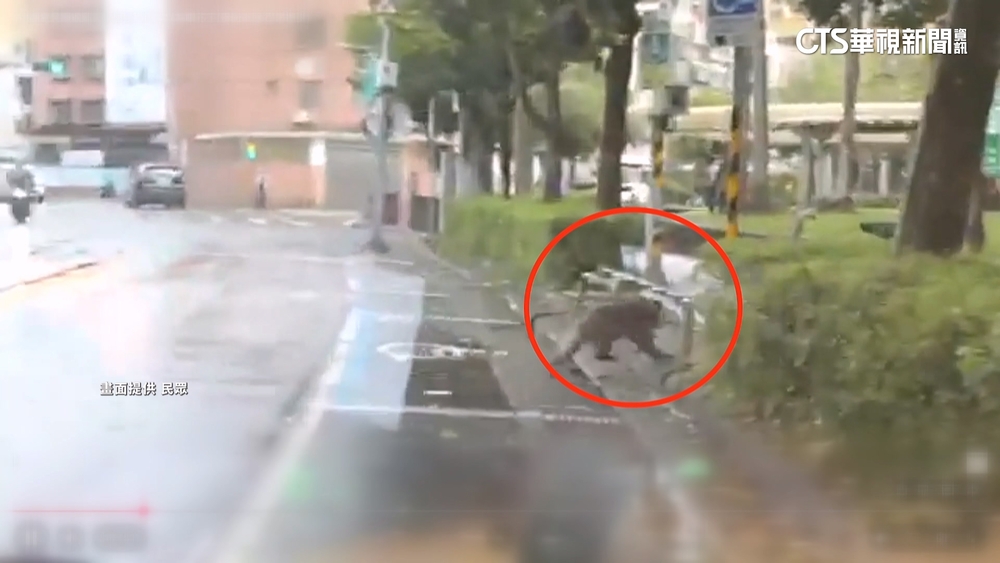 北市內湖驚見獼猴現蹤！　居民：以為眼花了