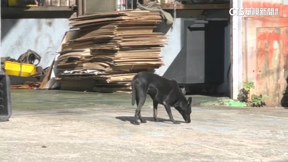 和順工業區頻傳流浪狗傷人　動保處持麻醉槍擊中圍捕