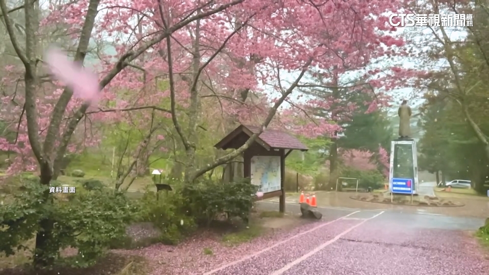 櫻花季2/11~3/1登場　今開放訂房116間3分鐘搶光