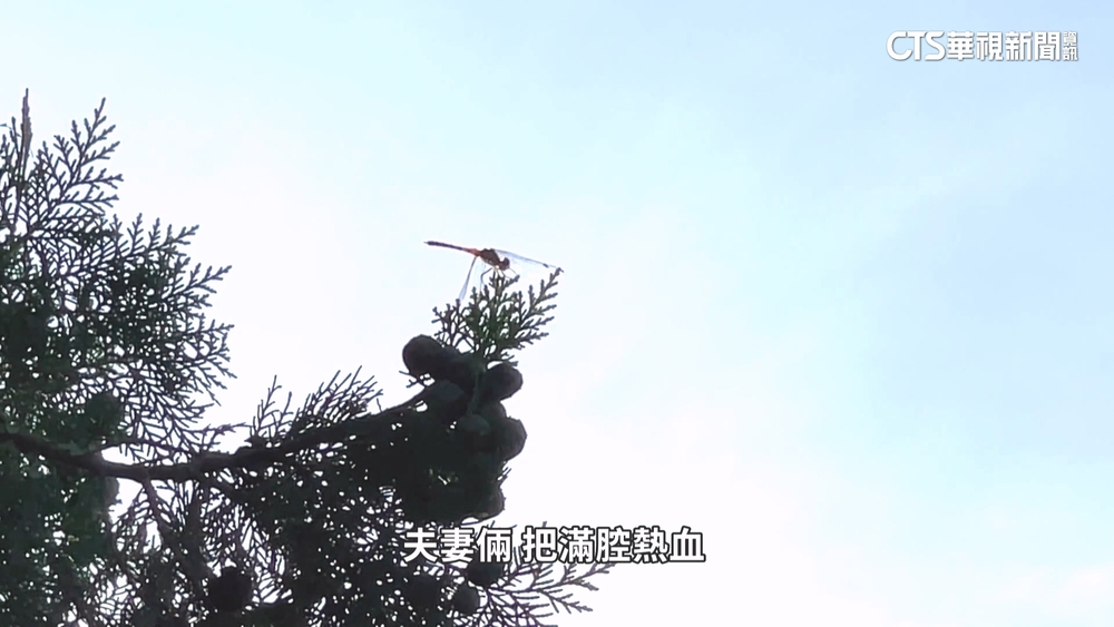 打造埔里桃米生態村　保育瀕危特有種「纖紅蜻蜓」