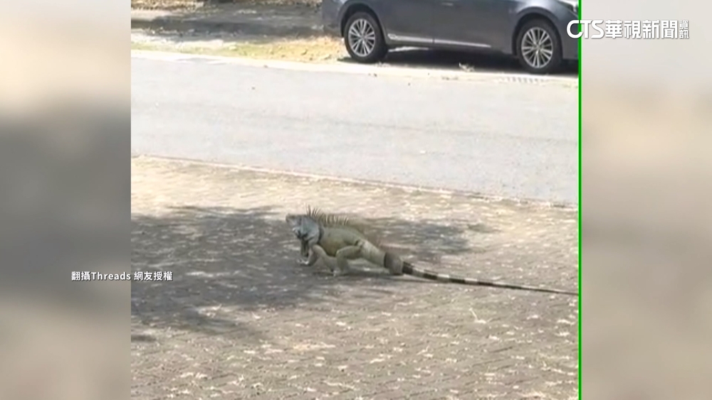 嘉大驚見巨大綠鬣蜥逛校園　教授：繁殖期展示行為