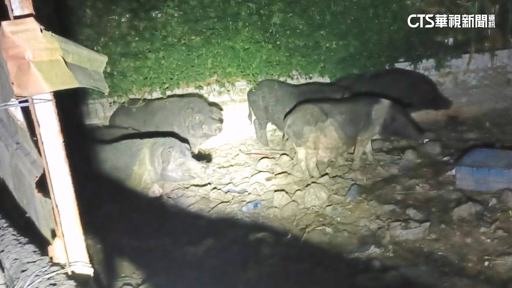 台中太平「圈養6山豬」　農業局：檢驗皆陰.仍列高風險場