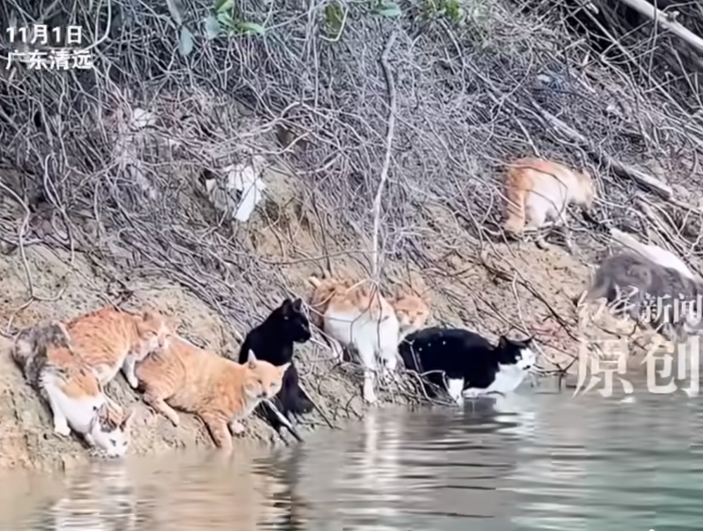 (圖/翻攝自 微博)