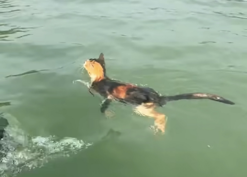 離譜！中國廣東水庫「放生大量貓咪」　目擊者見貓竄逃、跳水溺斃