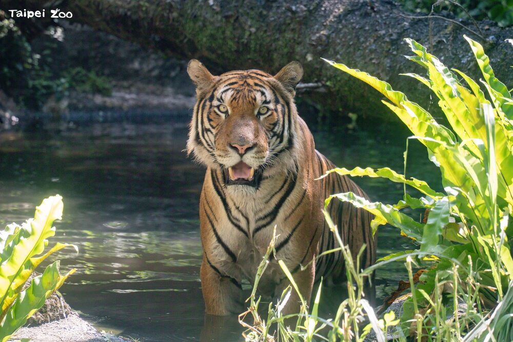 馬來虎「Arhaa」適應力滿分　呆萌現蹤北市動物園熱雨區