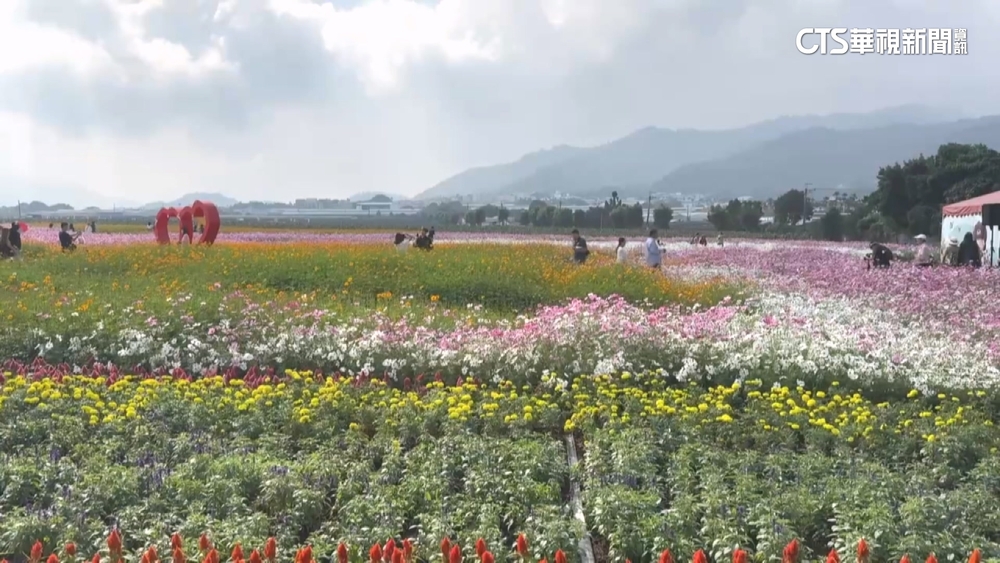 台中花毯節「飛天小女警」吸睛　遊客憂鳳凰颱風攪局