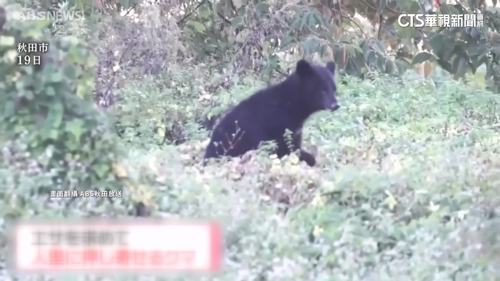 日本熊隻襲人已釀境內13死　3大超商啟動緊急防護