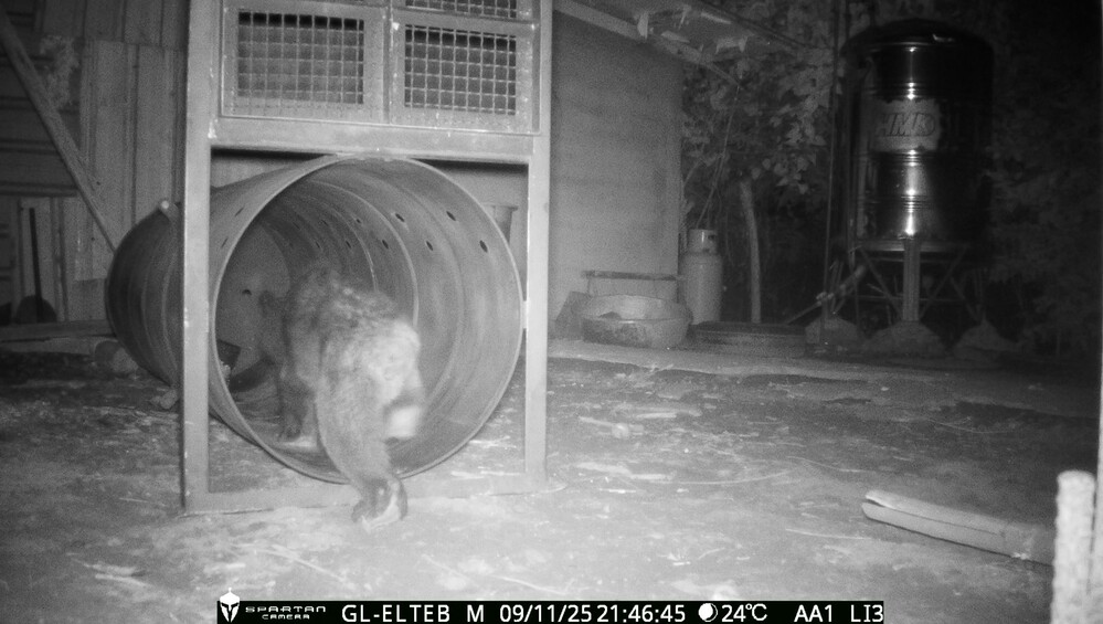 (圖/林業及自然保育署花蓮分署)