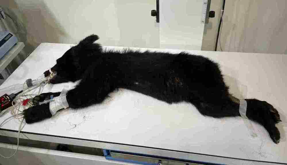 (圖/林業及自然保育署花蓮分署)