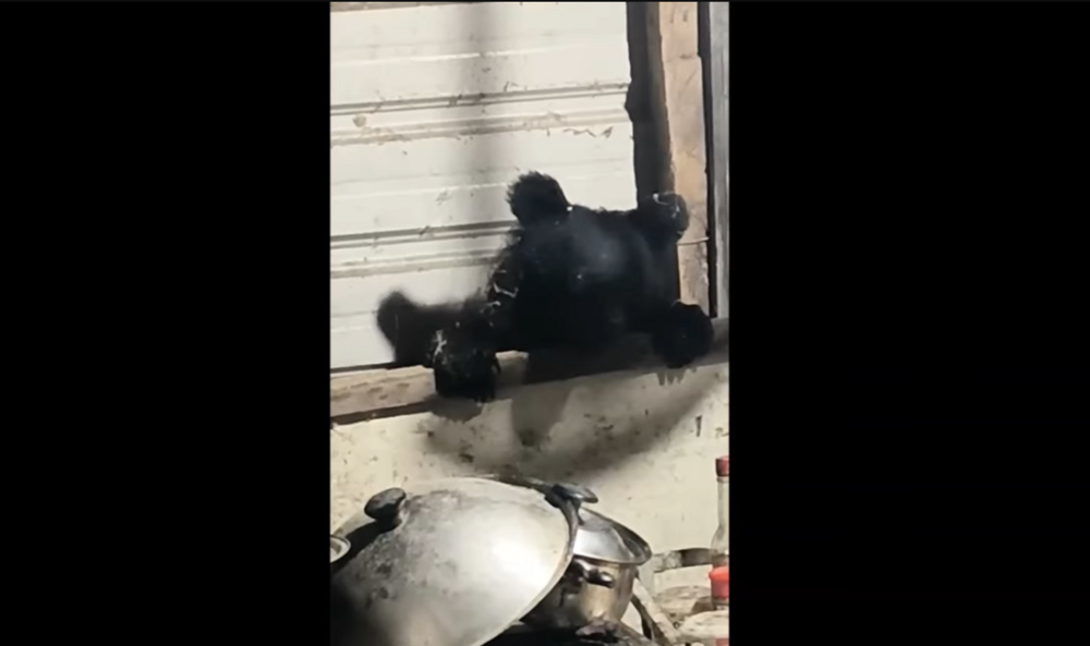 花蓮卓溪有黑熊出沒！小黑熊「體態消瘦」入侵工寮覓食　林保署誘捕成功