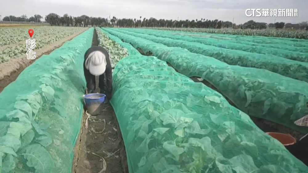 鳳凰來襲！空心菜田加班搶收　花椰菜急「蓋棉被」防颱風