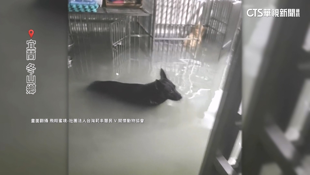 冬山動物收容園區慘淹　志工涉水救毛小孩