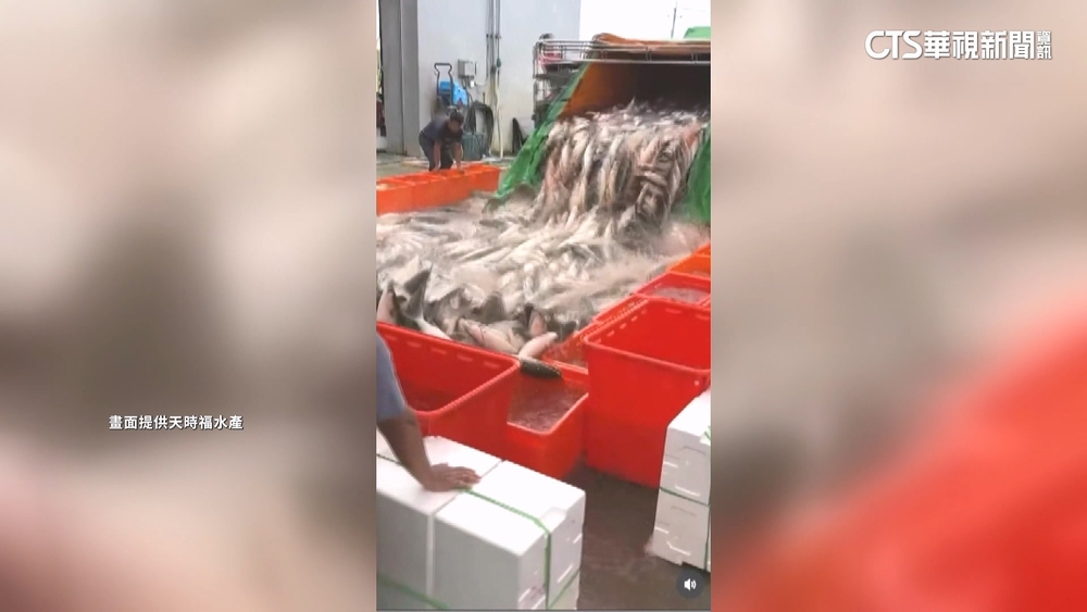 正逢產季！　高雄「烏魚瀑布」再現　卸貨瞬間超壯觀