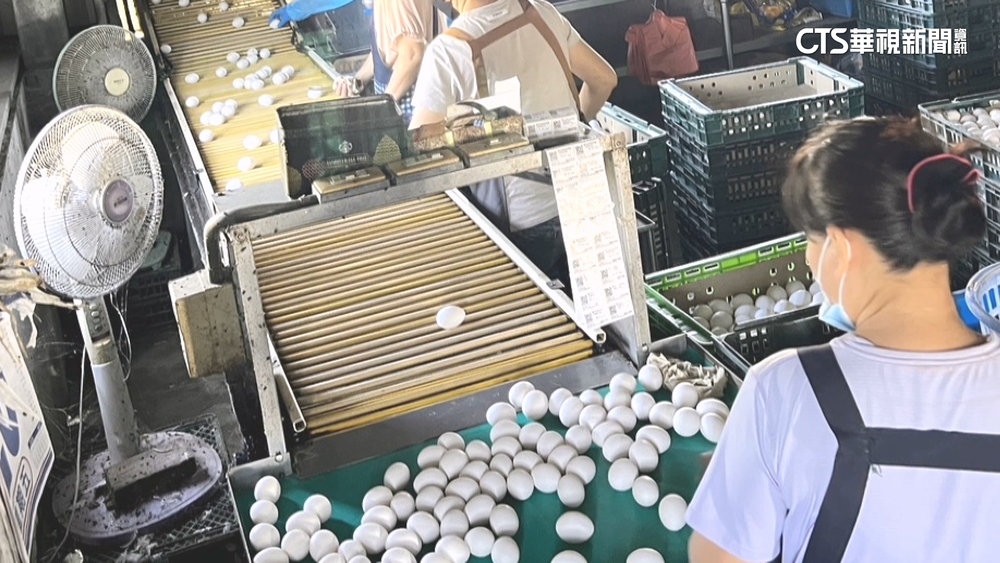 芬普尼蛋管制期竟流入台中　逾3萬顆問題蛋恐吃下肚