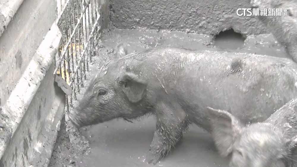 淤泥淹家園.豬隻被「染黑」　長橋里居民嘆：心有點酸