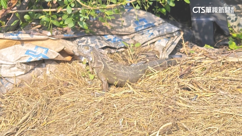 鳳山溪綠鬣蜥出沒！吃作物影響環境　居民：多到趕不完