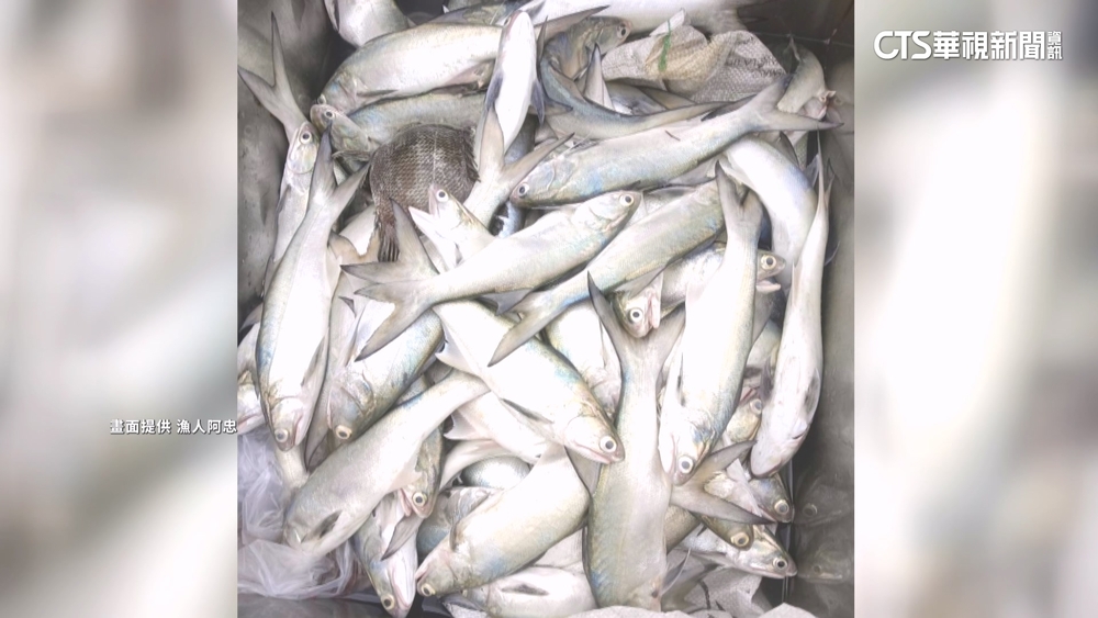 東北季風南下！　捕獲3.3公斤巨大竹午魚　5千高價賣出