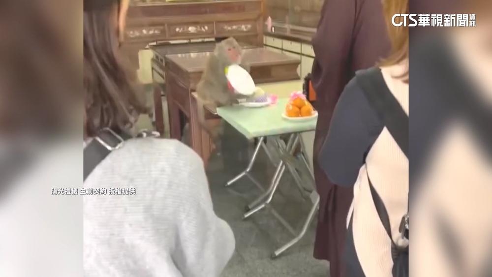 獼猴出沒「偷祭品」　廟方打造「壓克力盾牌」防偷吃