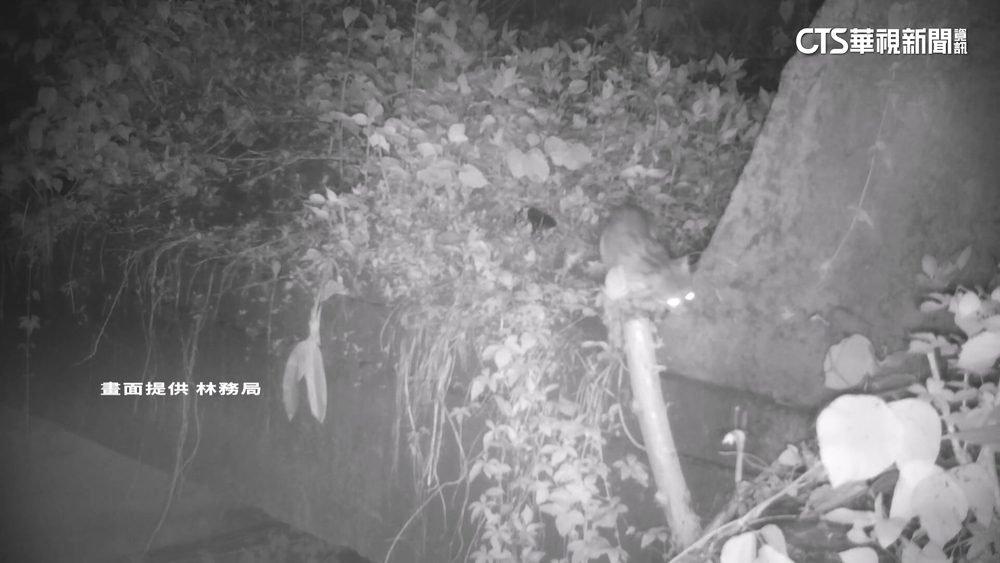 友善石虎禁用除草劑.農地限制開發　農友：耕作難度高