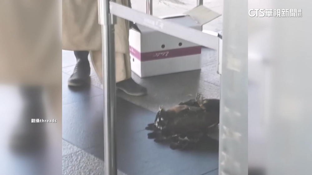 嘉義高鐵站「大冠鷲撞玻璃昏迷」　下秒清醒飛起引騷動