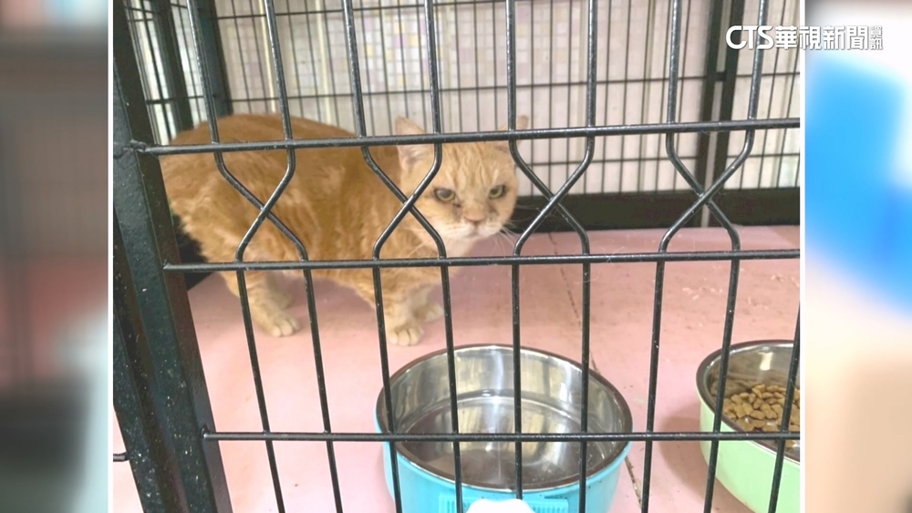 彰化貓舍業者稱被騙無力飼養　動保所安置41貓依法開罰
