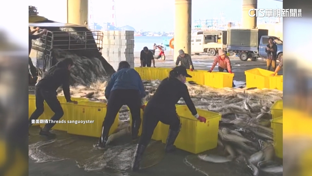烏金報到！　卡車卸貨如瀑布　業者推烏魚料理搶商機