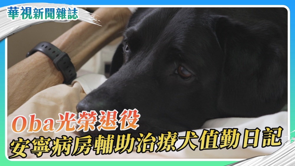Oba光榮退役 安寧病房輔助治療犬的值勤日記｜華視新聞雜誌