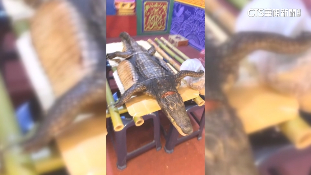 屏東廟會「鱷魚趴供桌」　民眾新奇圍觀：好特別！