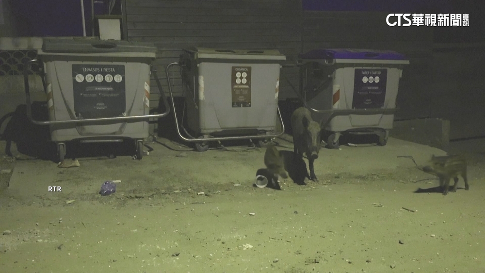 死亡野豬驗出非洲豬瘟　西班牙設軍警防堵牆