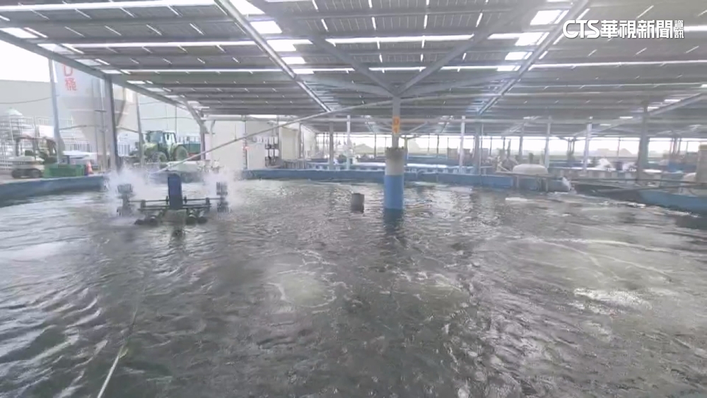 雲林口湖AI養台灣鯛　年收成為傳統養殖法23倍
