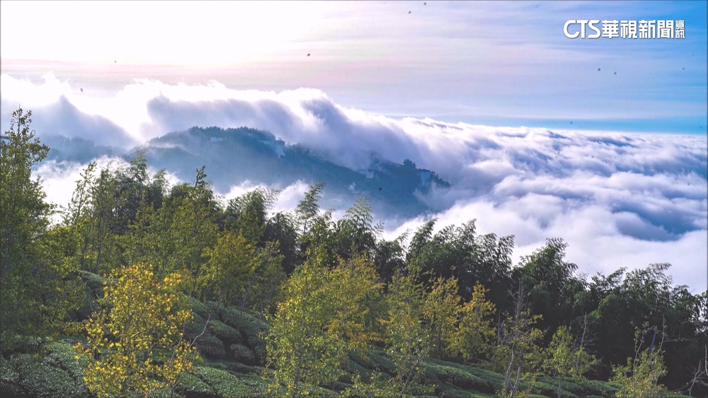 南投大崙山雲瀑美景！　金黃銀杏林伴隨夕陽美不勝收