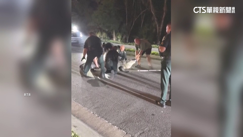 美國佛州住宅區驚見鱷魚逛大街　7名警察合力抬上車