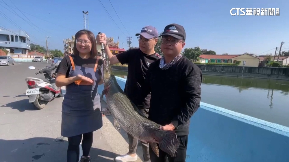 池塘魚被吃光光　當地店家邀高手抓凶「鱷雀鱔」